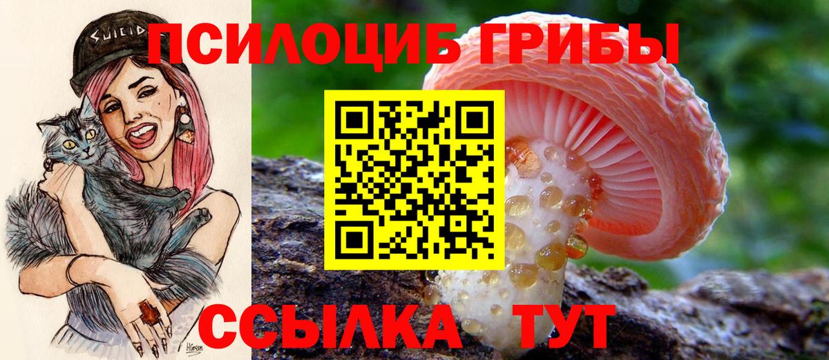 Шелехов  где продают   Вход с VPN  Галлюциногенные грибы прущие грибы  Псилоцибиновые грибы Psilocybe 